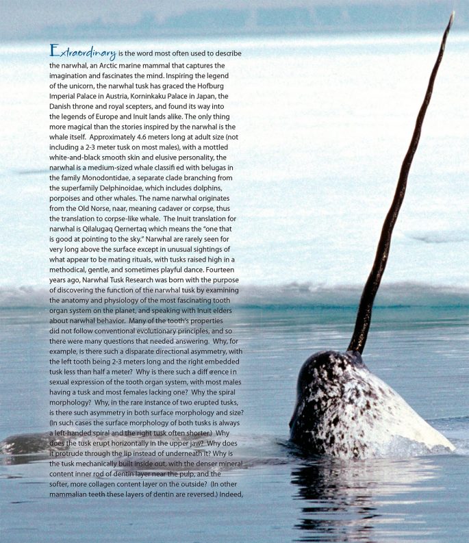 Narwhal-Book-p6